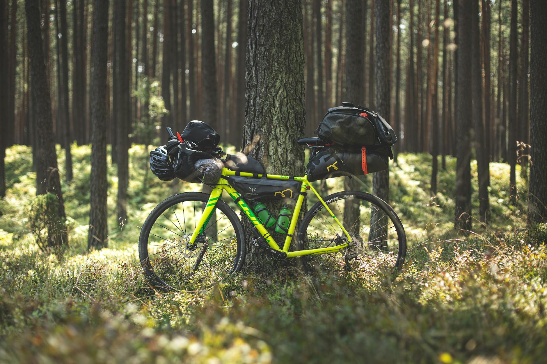 Rower z sakwami biwakowymi wśród drzew spokojnego polskiego lasu
